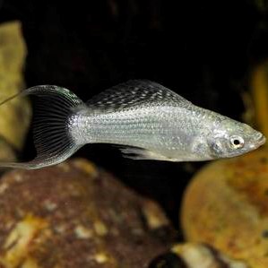 Poecilia sph. Molly zilver lierstaart M#